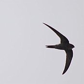 Pacific Swift  "Apus pacificus"